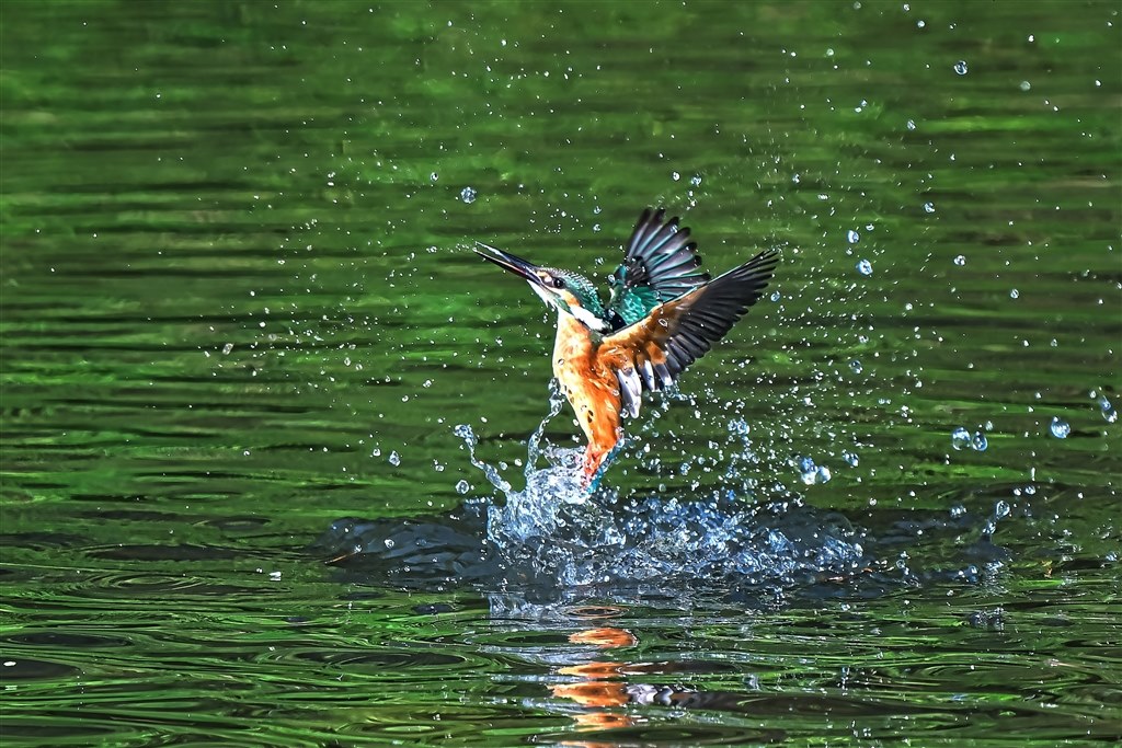 カワセミの撮影』 ニコン NIKKOR Z 180-600mm f/5.6-6.3 VR のクチコミ