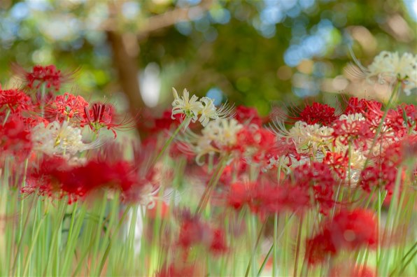 シグマ APO 100-300mm F4 EX DG HSM (ソニー用)のクチコミ シグマ APO 100-300mm F4 EX DG HSM (ソニー用)のクチコミ