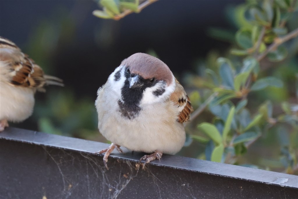 RF800 F11 STM 中古 限界価格です、値引き交渉お受けできません R10+RF800+