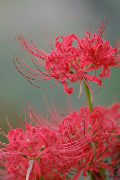 富士フイルム フジノンレンズ XF200mmF2 R LM OIS WRで撮影された写真