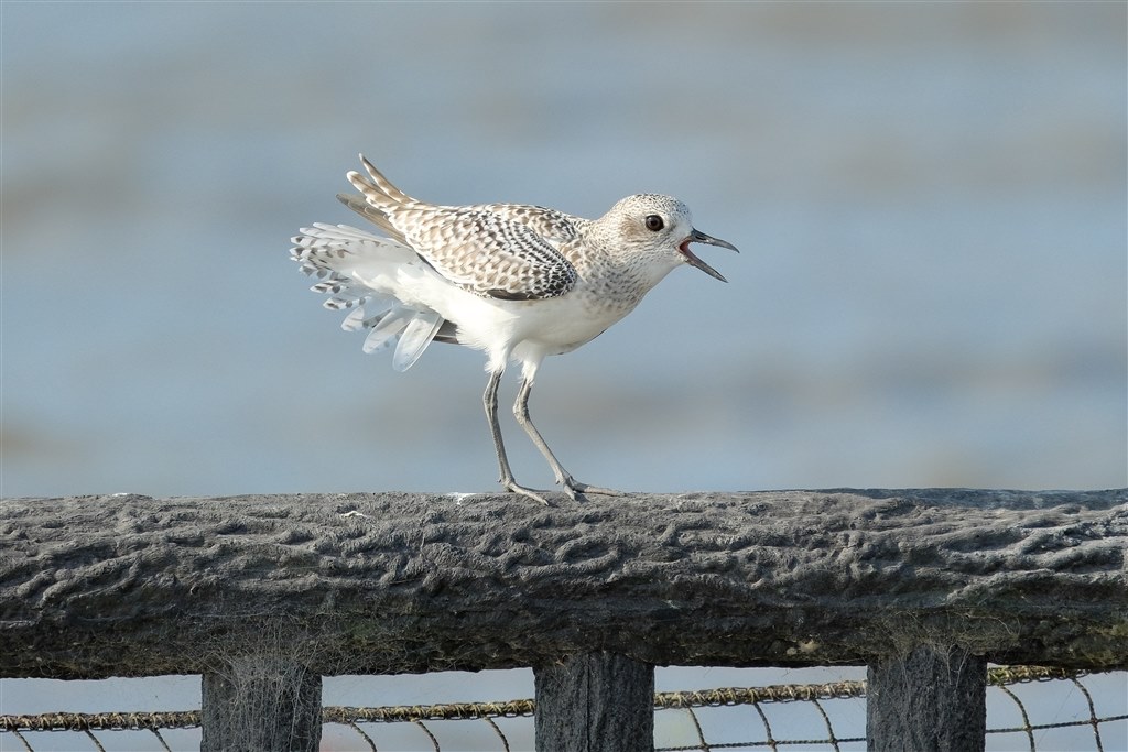 作例コーナーといきましょう！』 TAMRON 150-500mm F/5-6.7 Di III VC
