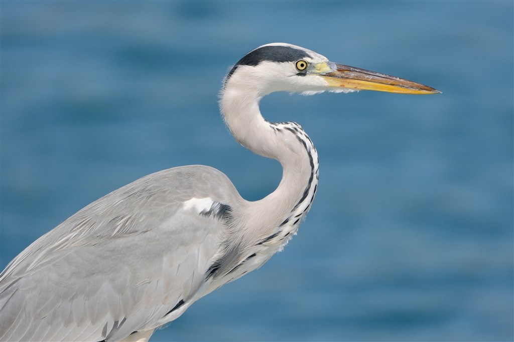 作例コーナーといきましょう!』 TAMRON 150-500mm F/5-6.7 Di 作例コーナーといきましょう!』 TAMRON 150-500mm F/5-6.7 Di