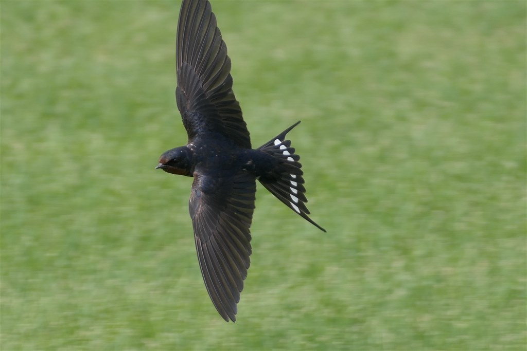 Canon eoskiss7xで鳥は撮れますか？』 CANON EOS Kiss X7 ダブルズーム