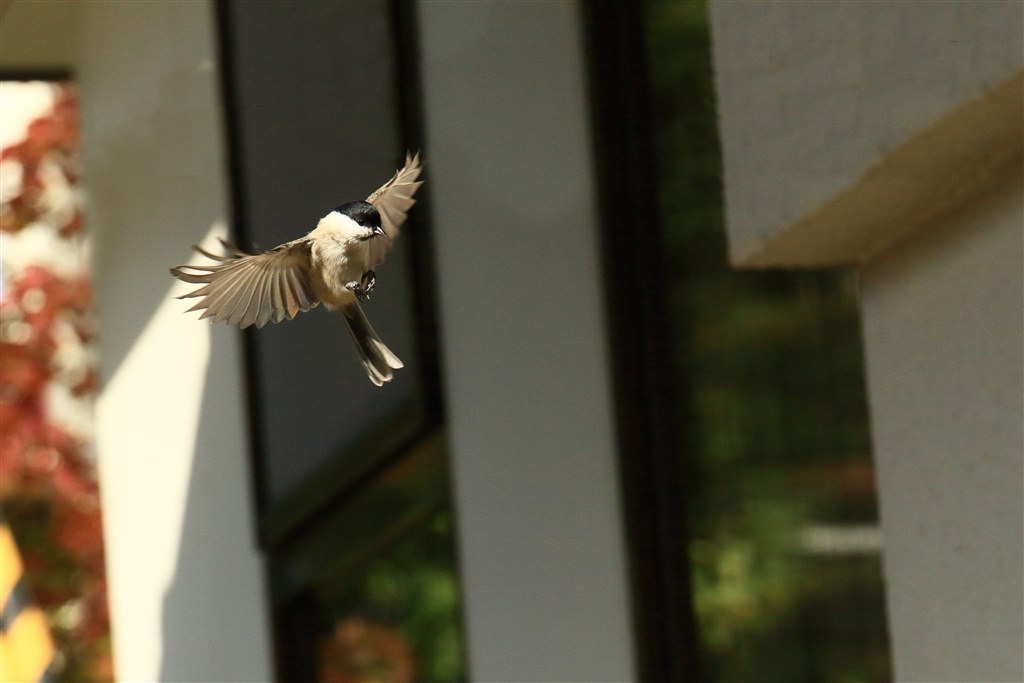 Canon eoskiss7xで鳥は撮れますか？』 CANON EOS Kiss X7 ダブルズーム