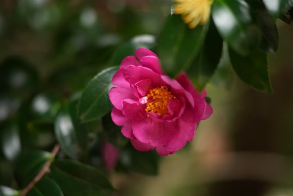 SONY 85mm F2.8 SAM SAL85F28で撮影された写真 - 価格.com SONY 85mm F2.8 SAM SAL85F28で撮影された写真 - 価格.com
