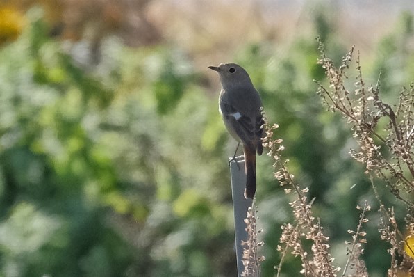 富士フイルム フジノンレンズ XC50-230mmF4.5-6.7 OIS II [ブラック