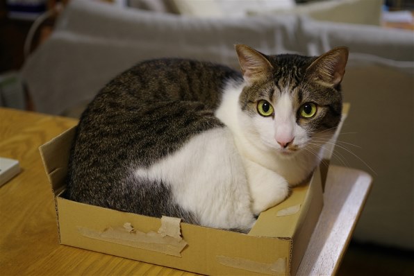 ペンタックス smc PENTAX-DA☆ 55mmF1.4 SDM投稿画像・動画 (掲示板