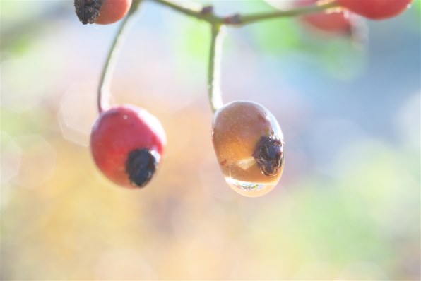 SONY FE 50mm F2.8 Macro SEL50M28投稿画像・動画 (掲示板) - 価格.com