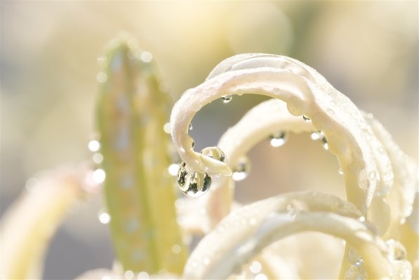 希望価格があったので間をとって少し値下げ。SEL50M28 FE 50mm F2.8 Macro SEL50M28 中古価格比較 - 価格.com