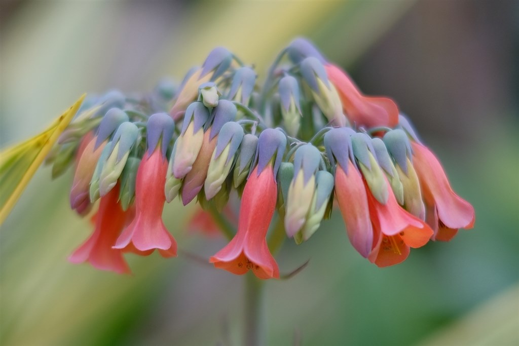 XF35mm F1.4 R で 花を撮ってみた』 富士フイルム フジノン XF35mm F1.4 R で 花を撮ってみた』 富士フイルム フジノン