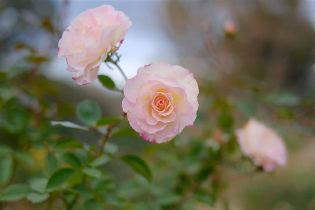 XF35mm F1.4 R で 花を撮ってみた』 富士フイルム フジノン XF35mm F1.4 R で 花を撮ってみた』 富士フイルム フジノン