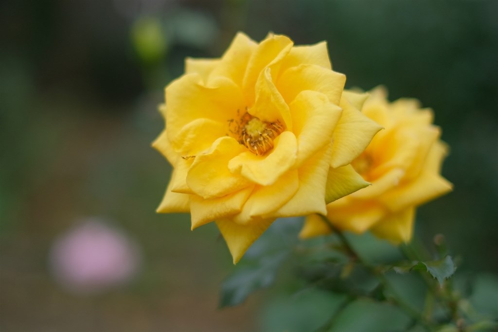 XF35mm F1.4 R で 花を撮ってみた』 富士フイルム フジノン XF35mm F1.4 R で 花を撮ってみた』 富士フイルム フジノン