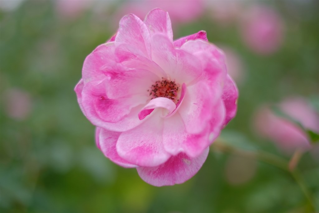 XF35mm F1.4 R で 花を撮ってみた』 富士フイルム フジノン XF35mm F1.4 R で 花を撮ってみた』 富士フイルム フジノン