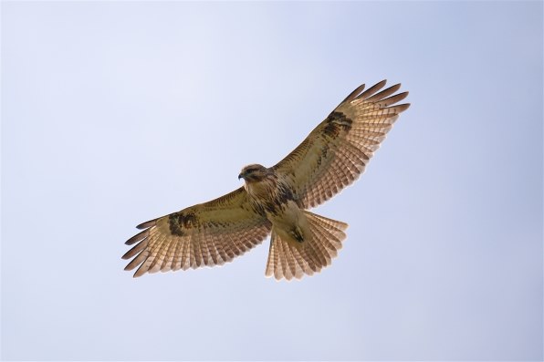 Canon EOS 20D EF-S17-85 IS レンズキット Amazon | Canon EOS 20D EF-S17-85 IS レンズキット | デジタル