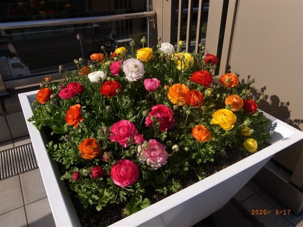 リコー GR DIGITAL III投稿画像・動画 - 価格.com