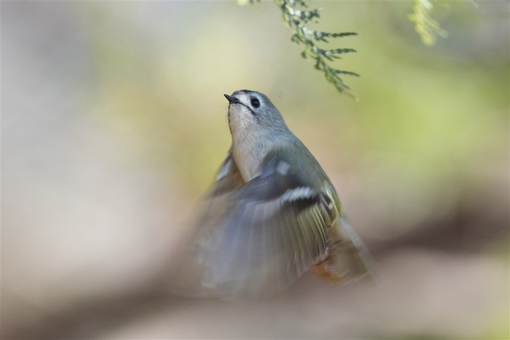 日本最小の小鳥 こんな画像 人生で初めて撮れました