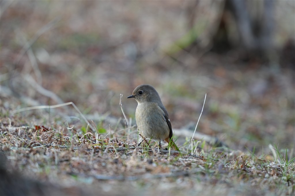 野鳥です。 GWの野鳥撮影、なんとか撮れた件: Daka-M Project