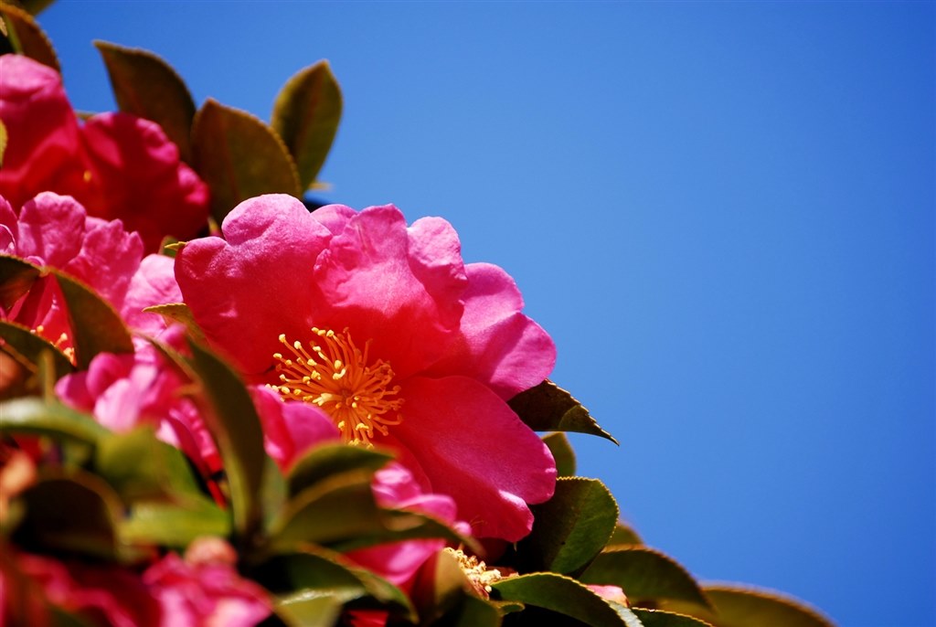 2024年になって購入』 ニコン D200 ボディ のクチコミ掲示板 - 価格.com