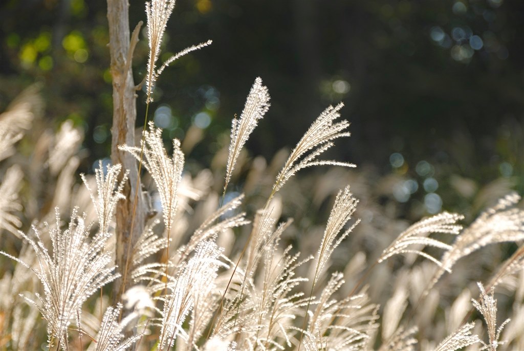 2024年になって購入』 ニコン D200 ボディ のクチコミ掲示板 - 価格.com