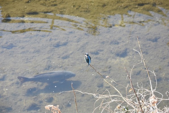 ニコン D7200 ボディ投稿画像・動画 - 価格.com