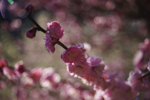コニカ ミノルタ AF Xi ZOOM 28-80mm F4-5.6で撮影された写真 - 価格.com