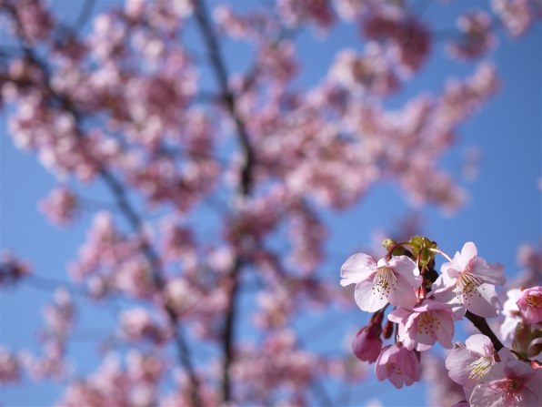 パナソニック LUMIX DMC-GF3 ボディで撮影された写真 - 価格.com