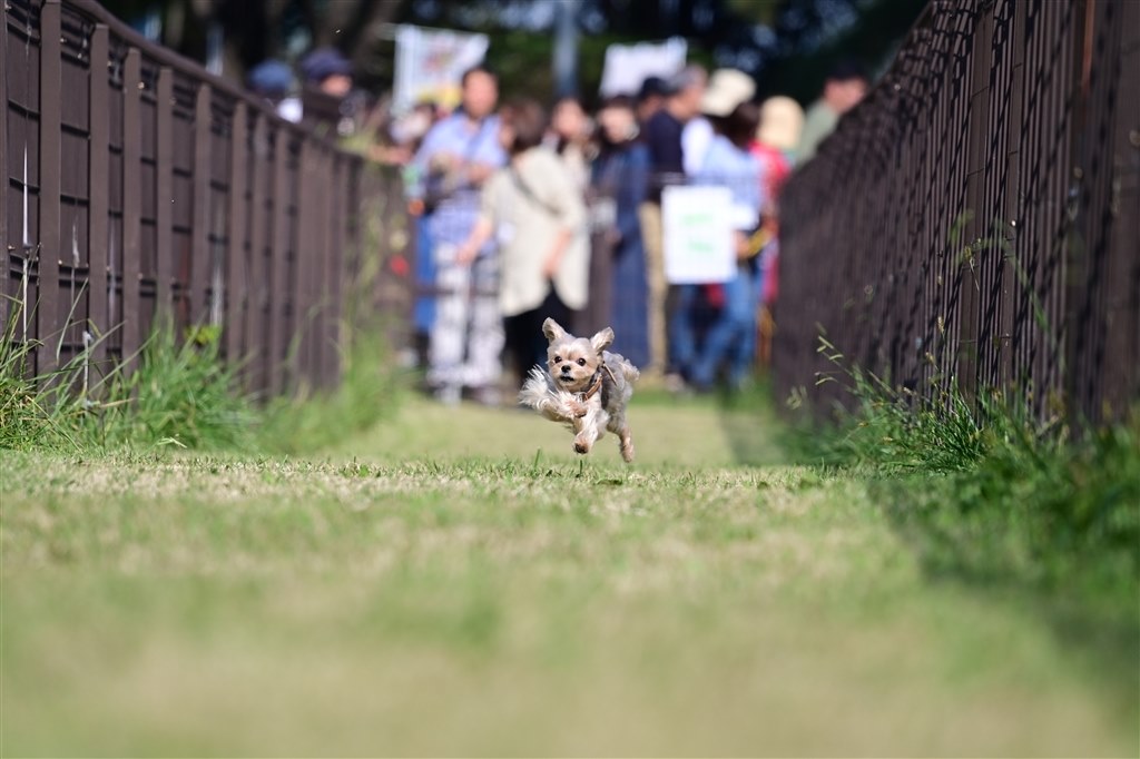 走る犬を撮ってみた』 ニコン Z 6II ボディ のクチコミ掲示板 - 価格.com