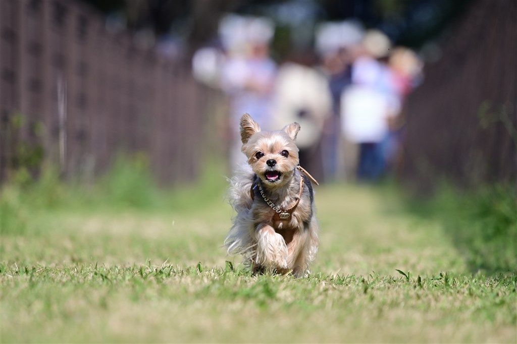 走る犬を撮ってみた』 ニコン Z 6II ボディ のクチコミ掲示板 - 価格.com