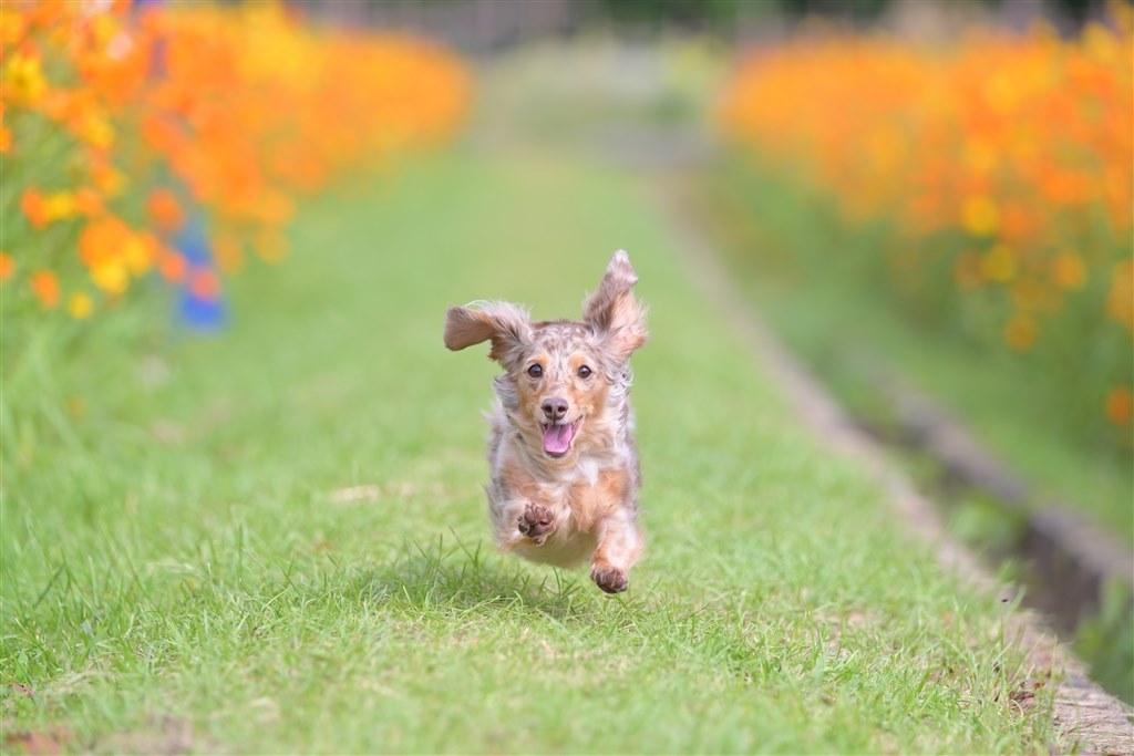 走る犬を撮ってみた』 ニコン Z 6II ボディ のクチコミ掲示板 - 価格.com