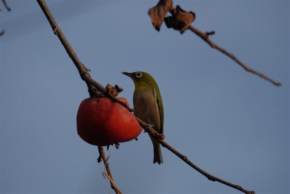 富士フイルム フジノンレンズ XC50-230mmF4.5-6.7 OIS II [シルバー