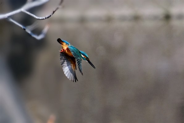 富士フイルム フジノンレンズ XC50-230mmF4.5-6.7 OIS II