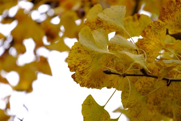 富士フイルム フジノンレンズ XC50-230mmF4.5-6.7 OIS II [シルバー