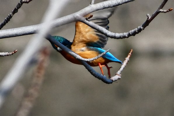 パナソニック LUMIX DC-FZ85で撮影された写真 - 価格.com