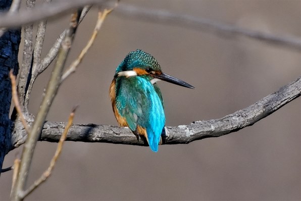 シグマ 100-400mm F5-6.3 DG DN OS [フジフイルム用] 価格比較