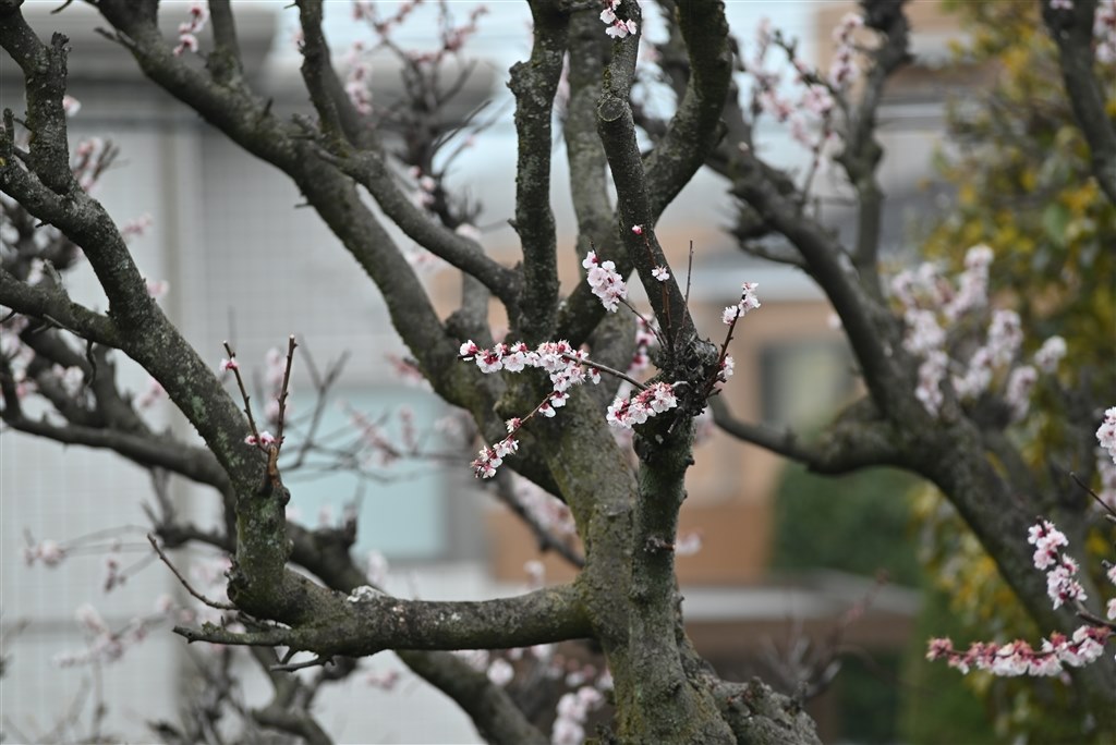 ニコンZ5でAF可能ですか?』 TAMRON SP AF70-200mm F/2.8 Di LD ニコンZ5でAF可能ですか?』 TAMRON SP AF70-200mm F/2.8 Di LD