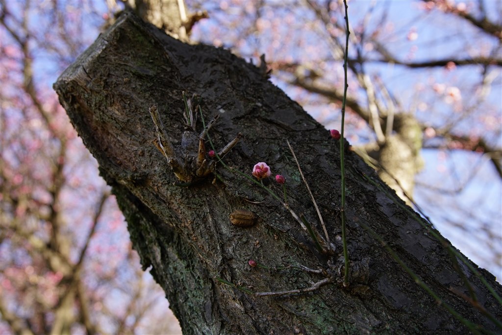 SONYa7ii購入検討してます。』 SONY α7 II ILCE-7M2K ズーム SONYa7ii購入検討してます。』 SONY α7 II ILCE-7M2K ズーム