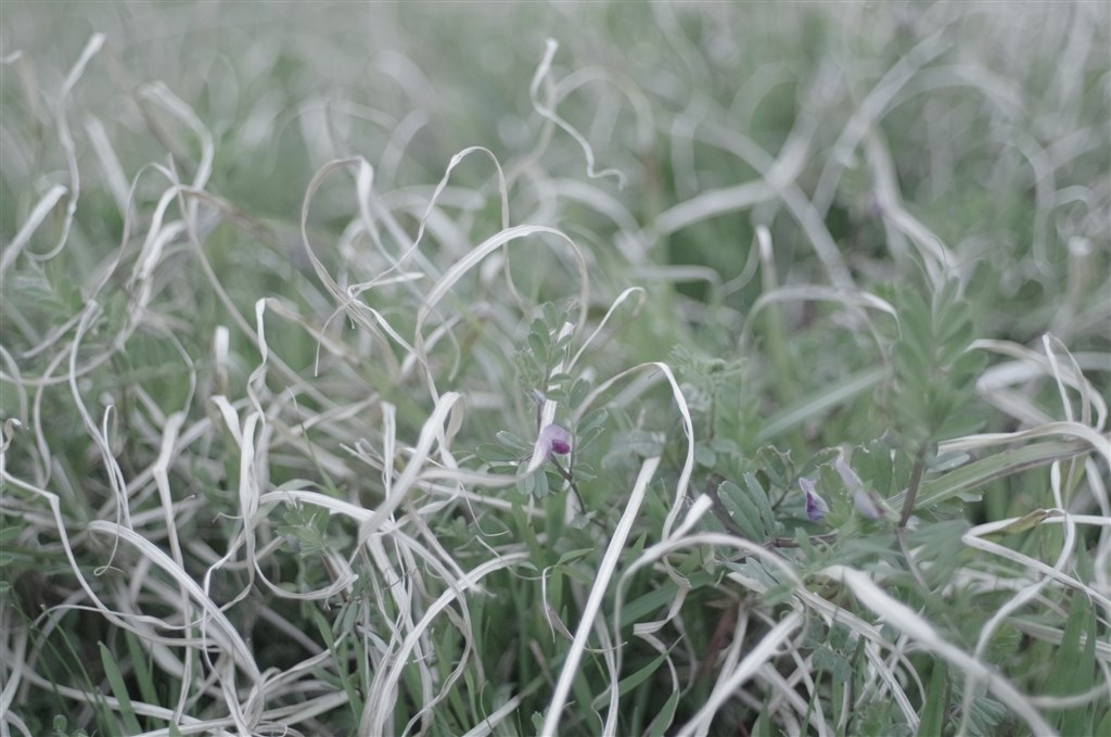 黒死病を発症しても使えるレンズを教えてください