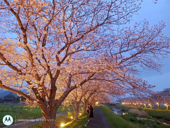 SONY Xperia XZ Premium SO-04J docomo [Luminous Chrome] 価格