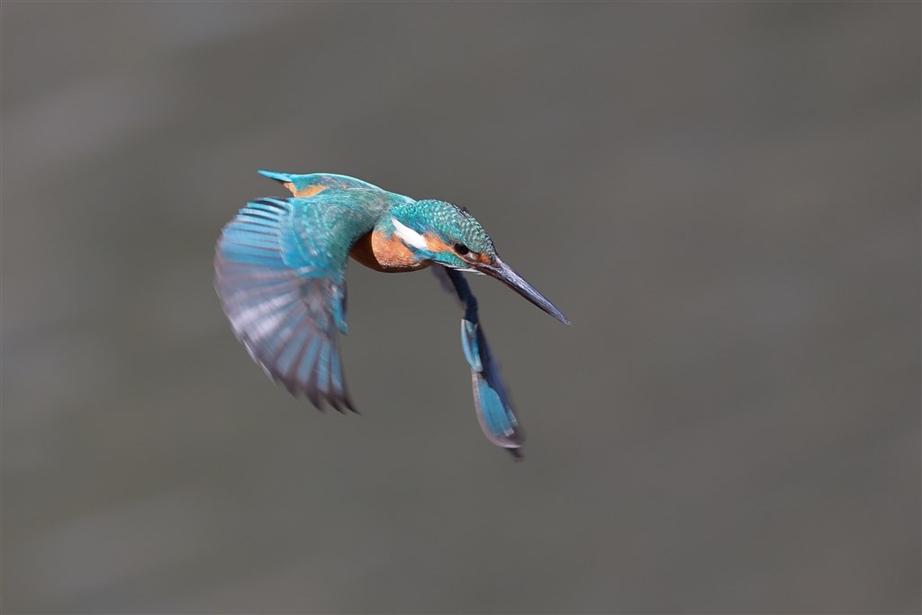 野鳥撮影時の解像感が悪い』 CANON EOS R6 Mark II ボディ のクチコミ