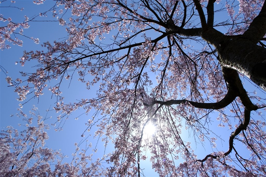 桜の写真を撮るためには』 CANON EOS R7 ボディ のクチコミ掲示板