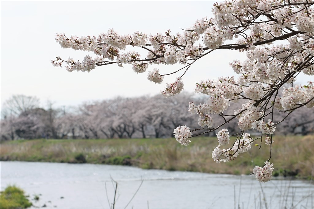 桜の写真を撮るためには』 CANON EOS R7 ボディ のクチコミ掲示板