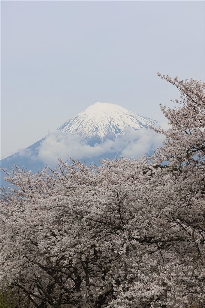 桜の写真を撮るためには』 CANON EOS R7 ボディ のクチコミ掲示板