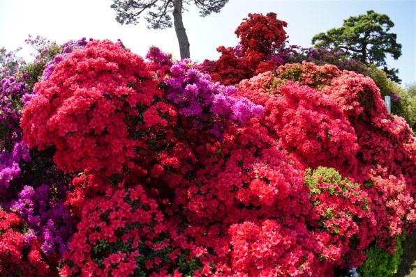 SONY α5100 ILCE-5100L パワーズームレンズキット [ブラウン]で