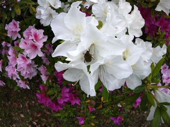 パナソニック LUMIX DMC-GF3 ボディで撮影された写真 - 価格.com