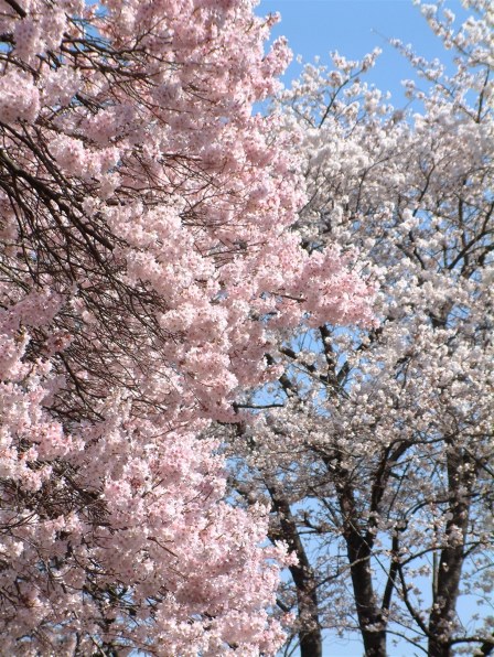 富士フイルム FinePix 6900Zで撮影された写真 - 価格.com