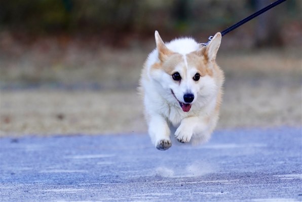 飛行犬が撮りたい！』 ニコン Z f ボディ のクチコミ掲示板