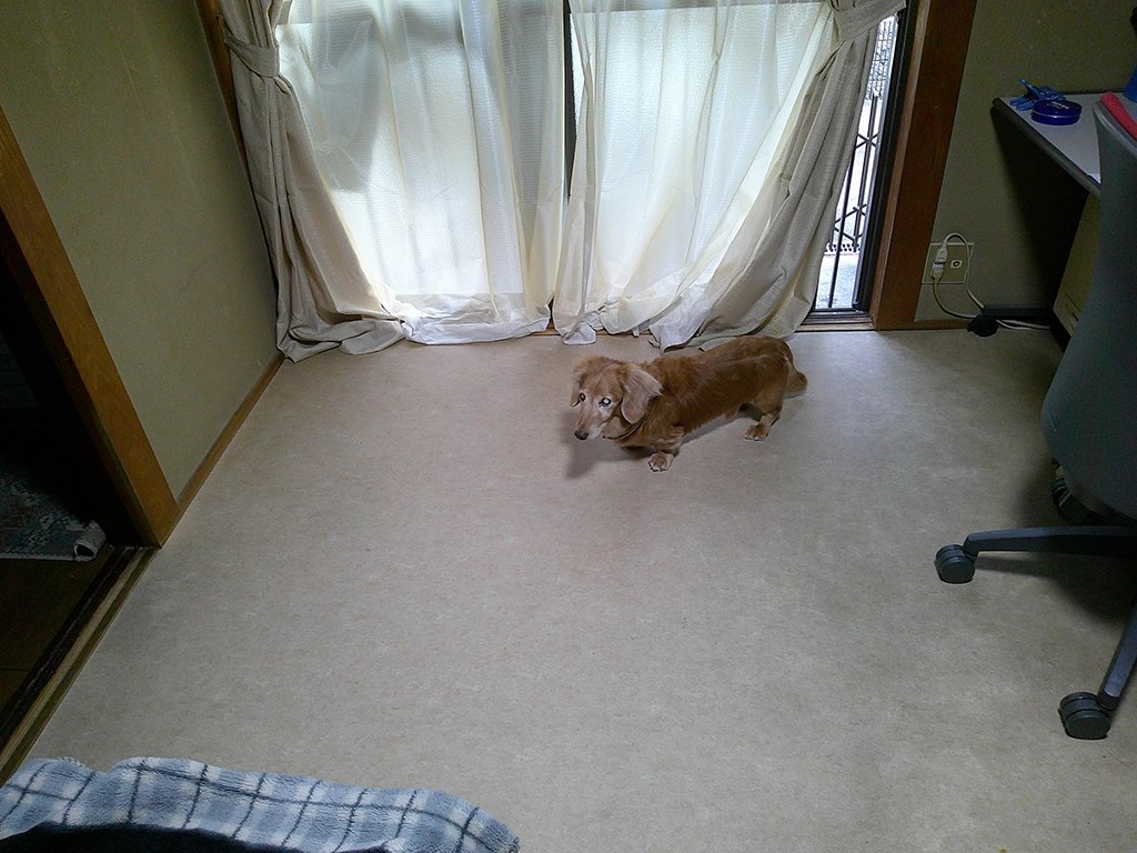 舐め 犬 掲示板