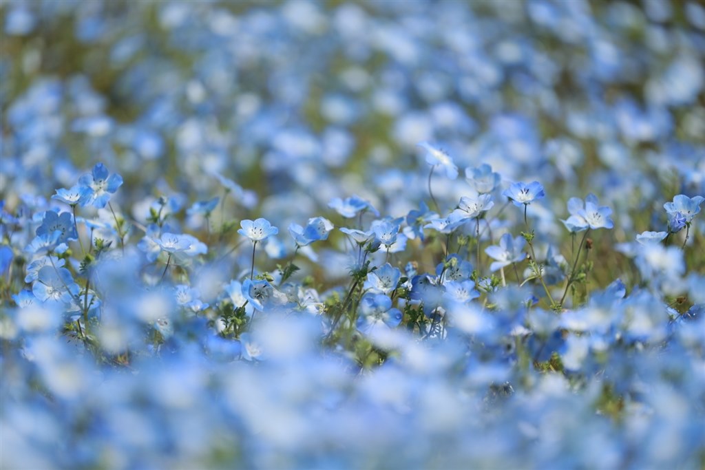 Bokeh コスパ最高の魔術師：Canon EF200mm F2.8L II USM - 魅惑