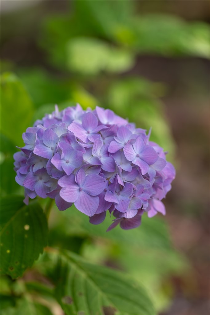 紫陽花を撮りました』 TAMRON SP AF60mm F/2 Di II LD [IF] MACRO 1:1