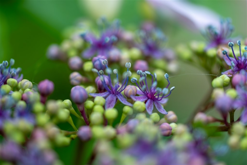 紫陽花を撮りました』 TAMRON SP AF60mm F/2 Di II LD [IF] MACRO 1:1